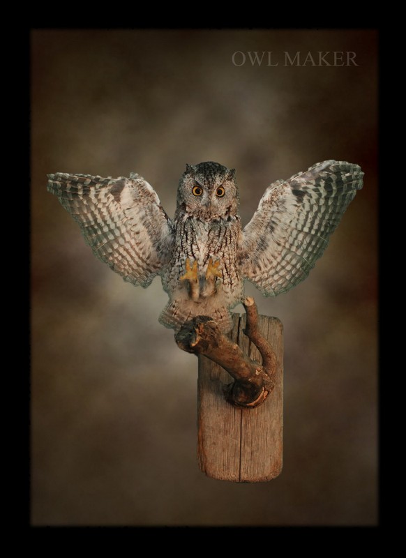 horned owl taxidermy